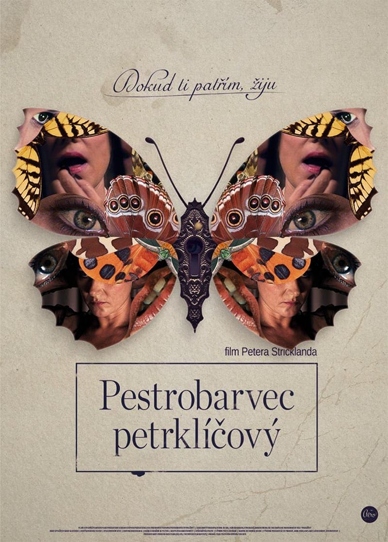 pestrobarvec_petrklicovy_plakat