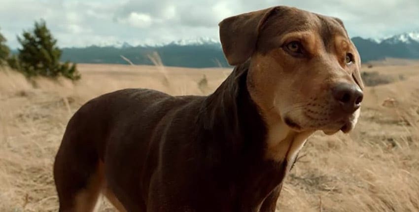 Recenze: Psí domov / A Dog´s Way Home