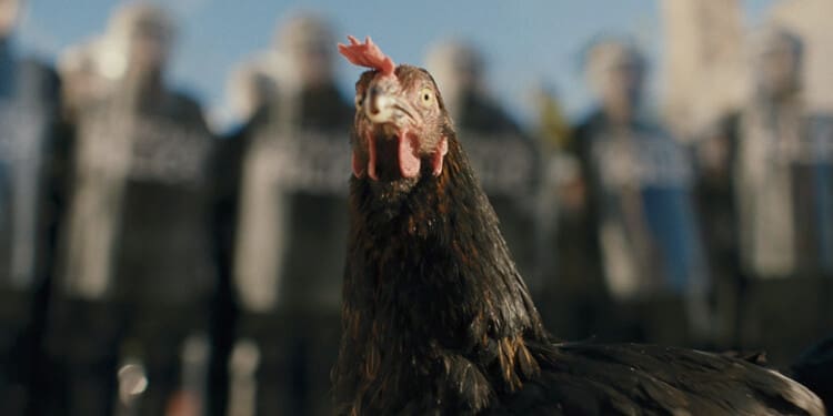 Recenze Slepice: Drůbeží epos, u kterého budete zobat režisérovi z ruky