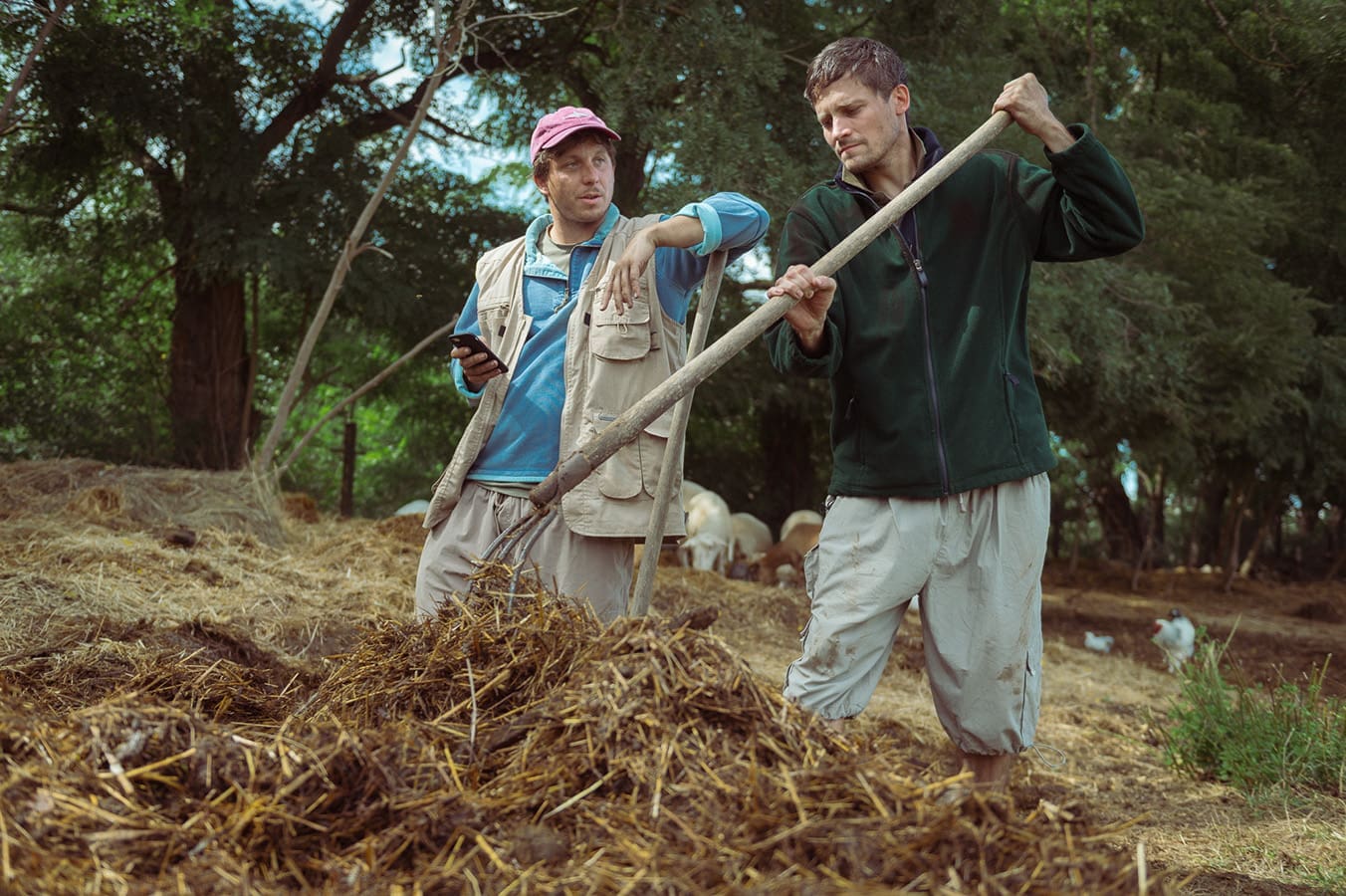 Ovce žerou první (2026)